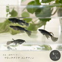 メダカ ブラックダイヤロングフィン 成魚 産卵サイズ 4ペア+保証2匹 松井ヒレ長×オロチラメ 泳ぐ ...