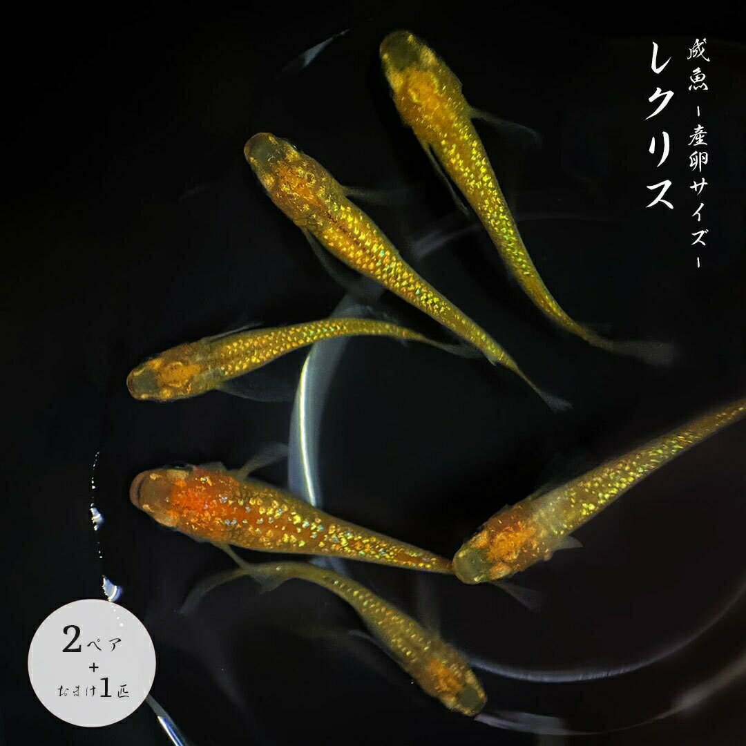 【ランキング1位獲得】 メダカ レクリス 成魚 産卵サイズ 2ペア+保証1匹 泳ぐ宝石 ラメ 超極上 ヒレ長 交配 固定率 水槽 お手入れ 厳選種 アクアリウム 隔離 安心 安全 飼育 自由研究 かわいい 可愛い ペット 稚魚 淡水 観察 繁殖 プレゼント 養殖