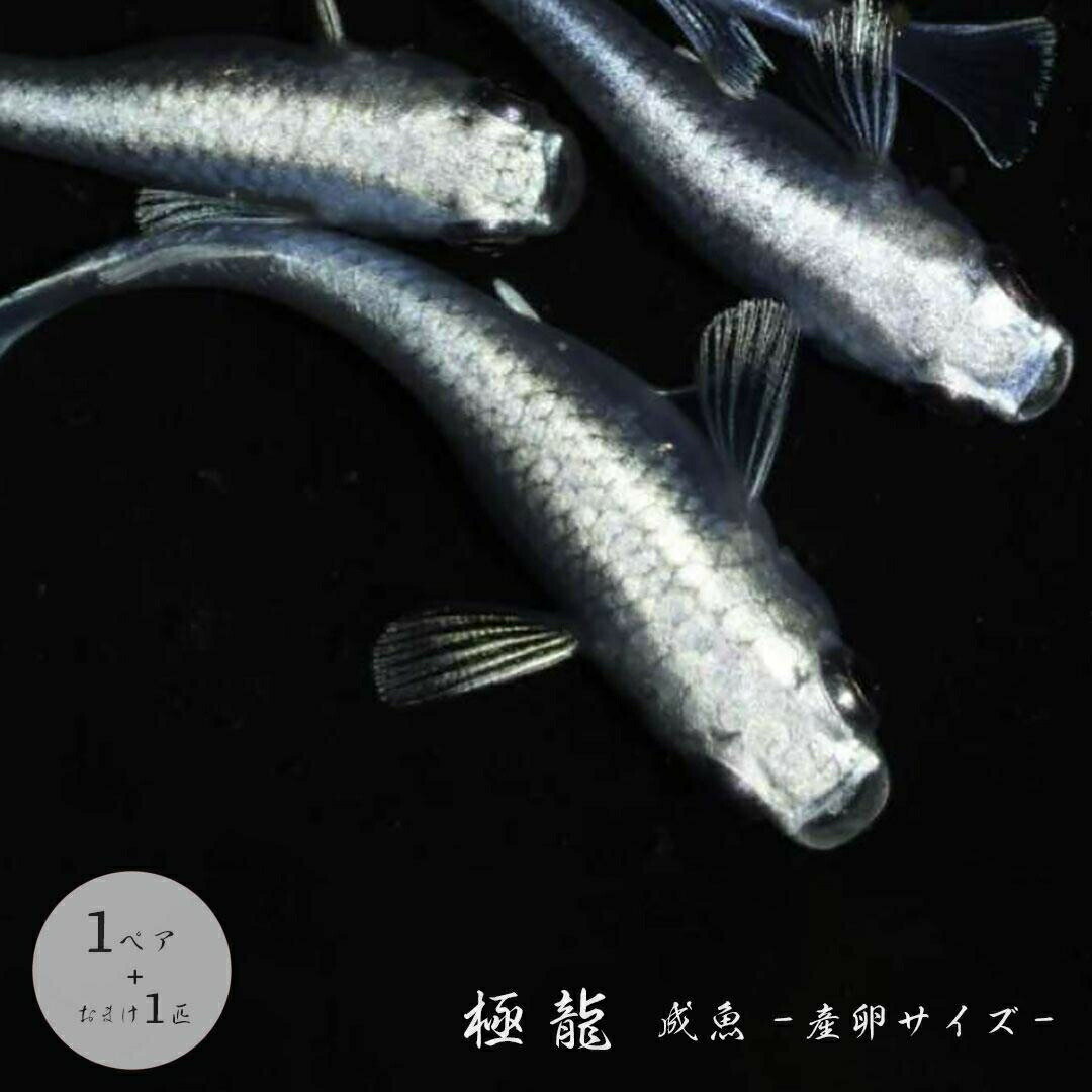 高級 メダカ めだか の 生体 セット 極龍 成魚 産卵サイズ 1ペア+保証1匹 白 泳ぐ宝石 メタリック メタル 超極上 ヒレ長 ヒレ 長 交配 固定率 水槽 お手入れ 厳選種 アクアリウム 安全 飼育 自由研究 かわいい 可愛い ペット 稚魚 淡水 観察 繁殖 プレゼント