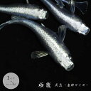 高級 メダカ めだか の 生体 セット 極龍 成魚 産卵サイズ 1ペア+保証1匹 白 泳ぐ宝石 メタリック メタル 超極上 ヒレ長 ヒレ 長 交配 固定率 水槽 お手入れ 厳選種 アクアリウム 安全 飼育 自由研究 かわいい 可愛い ペット 稚魚 淡水 観察 繁殖 プレゼント バレンタイン