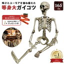 【人気商品】【楽天1位30冠達成】 今だけ限定特典|WARNINGテープ6m付き ドクロ 人体模型 骸骨 ガイコツ 骨 等身大 置物 約165cm ホラー リアル 本格的 誕生日 飾り付け 室内 置物 人形 仮装 怖い 恐怖 スケルトン ホームパーティ 骨 ボーン 渋い かわいい クリスマス