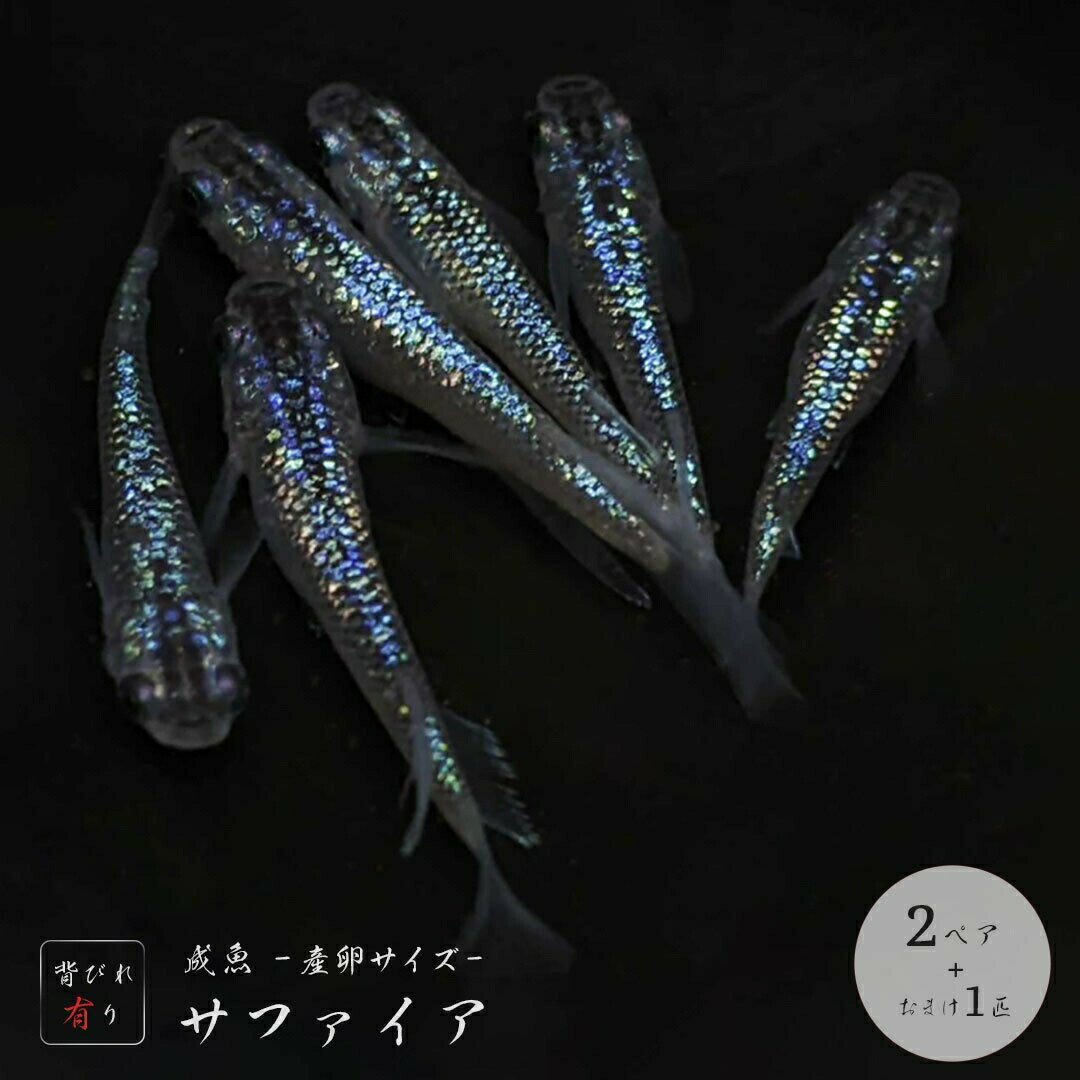 メダカ サファイア 【背びれあり】成魚 産卵サイズ 2ペア+保証1匹 黒ラメ幹之 泳ぐ宝石 超極上 みゆき ラメ 交配 固定率 水槽 お手入れ 厳選種 アクアリウム 隔離 安心 安全 飼育 自由研究 かわいい 可愛い ペット 稚魚 淡水 バレンタイン