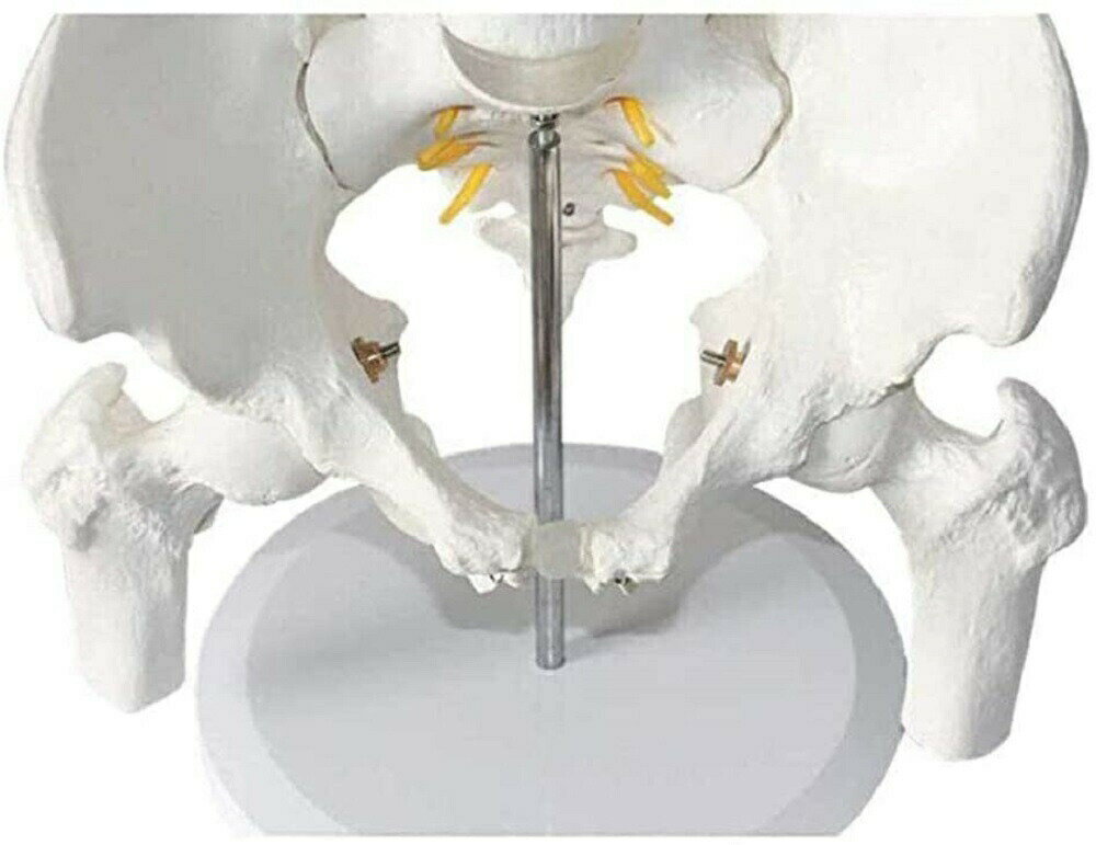 【ランキング1位2冠達成】 実物大の骨盤模型 ...の紹介画像3