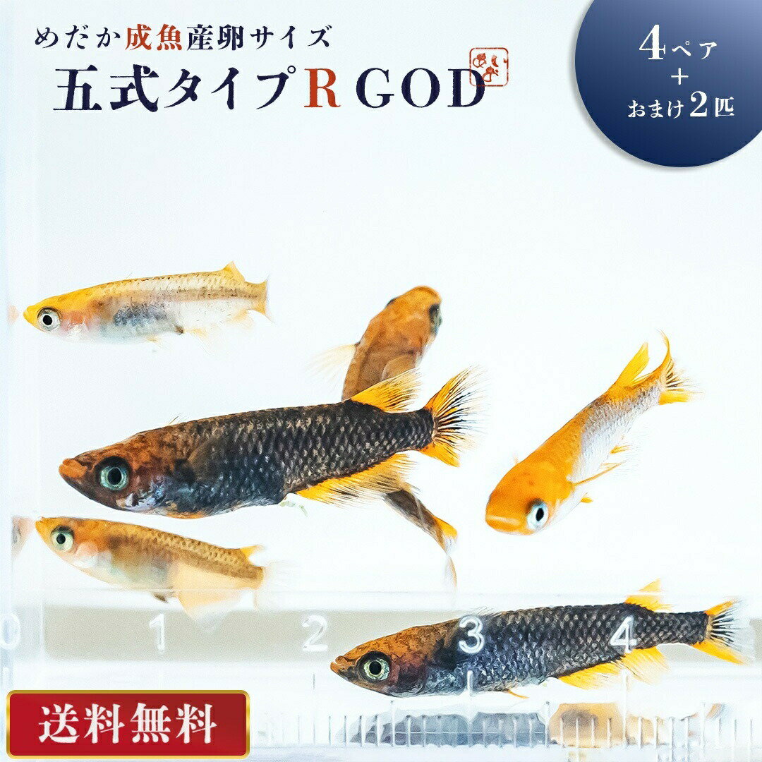 メダカ 五式 タイプ R GOD 成魚 産卵サイズ 4ペア+保証2匹 泳ぐ宝石 超極上 交配 固定率 水槽 お手入れ 厳選種 アクアリウム 隔離 安心 安全 飼育 自由研究 かわいい 可愛い ペット 稚魚 淡水 観察 繁殖 プレゼント 養殖 増やす