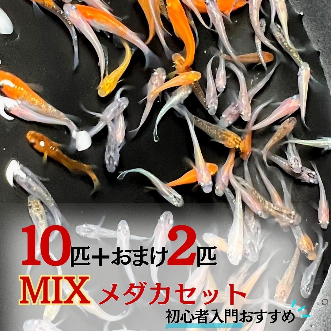 メダカ ランダム MIX 若魚 成魚 10匹+保証2匹 ミックス 泳ぐ宝石 超極上 交配 固定率 水槽 お手入れ 厳選種 アクアリウム 隔離 安心 安全 飼育 自由研究 かわいい 可愛い ペット 稚魚 淡水 観察 繁殖 プレゼント 養殖 増やす 保護