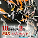 メダカ ランダム MIX 若魚 成魚 10匹+保証2匹 ミックス 泳ぐ宝石 超極上 交配 固定率 水 ...