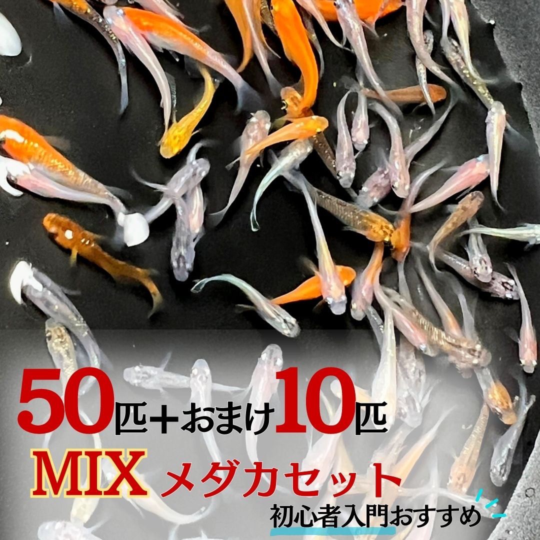 メダカ ランダム MIX 若魚 成魚 50匹+保証10匹 ミックス 泳ぐ宝石 超極上 交配 固定率 水槽 お手入れ 厳選種 アクアリウム 隔離 安心 安全 飼育 自由研究 かわいい 可愛い ペット 稚魚 淡水 観察 繁殖 プレゼント 養殖 増やす 保護