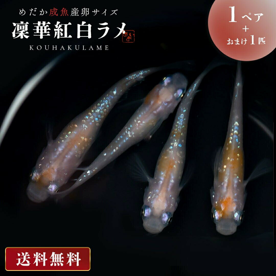 メダカ 凛華紅白ラメ メダカ 成魚 産卵サイズ 1ペア+保証1匹 泳ぐ宝石 超極上 交配 固定率 水槽 お手入れ 厳選種 アクアリウム 隔離 安心 安全 飼育 自由研究 かわいい 可愛い ペット 稚魚 淡水 観察 繁殖 プレゼント 養殖 増やす