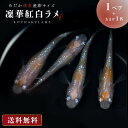 メダカ 凛華紅白ラメ メダカ 成魚 産卵サイズ 1ペア 保証1匹 泳ぐ宝石 超極上 交配 固定率 水槽 お手入れ 厳選種 アクアリウム 隔離 安心 安全 飼育 自由研究 かわいい 可愛い ペット 稚魚 淡水 観察 繁殖 プレゼント 養殖 増やす バレンタイン