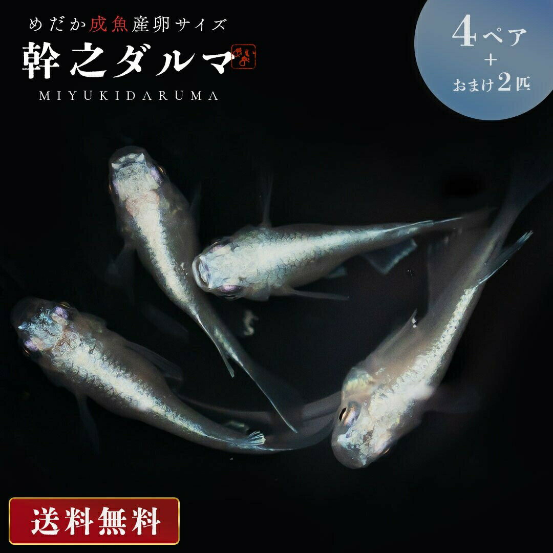 メダカ 幹之 ダルマ 種親クラス 成魚 産卵サイズ 4ペア+保証2匹 泳ぐ宝石 超極上 交配 固定率 水槽 お手入れ 厳選種 アクアリウム 隔離 安心 安全 飼育 自由研究 かわいい 可愛い ペット 稚魚 淡水 観察 繁殖 プレゼント 養殖 増やす