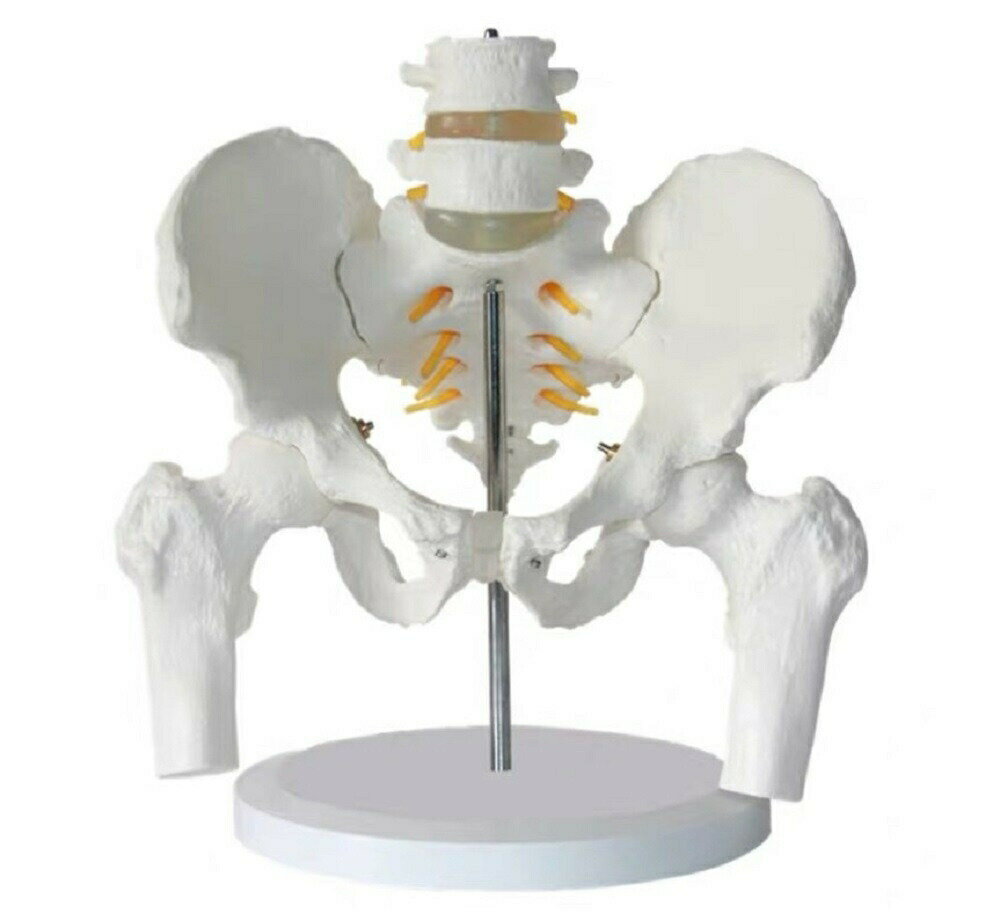 【ランキング1位2冠達成】 実物大の骨盤模型 レプリカ 骸骨 人体模型 骨格標本 骨格模型 等身大 精密模型 精密モデル…