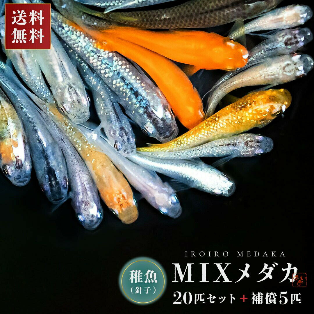 メダカ販売 メダカ ランダム MIX 稚魚サイズ 針子 20匹+保証5匹 セット ミックス めだか 販売 泳ぐ宝石 超極上 交配 固定率 水槽 お手入れ 厳選種 アクアリウム 安心 安全 飼育 自由研究 かわいい 可愛い ペット 稚魚 淡水 観察 繁殖 プレゼント