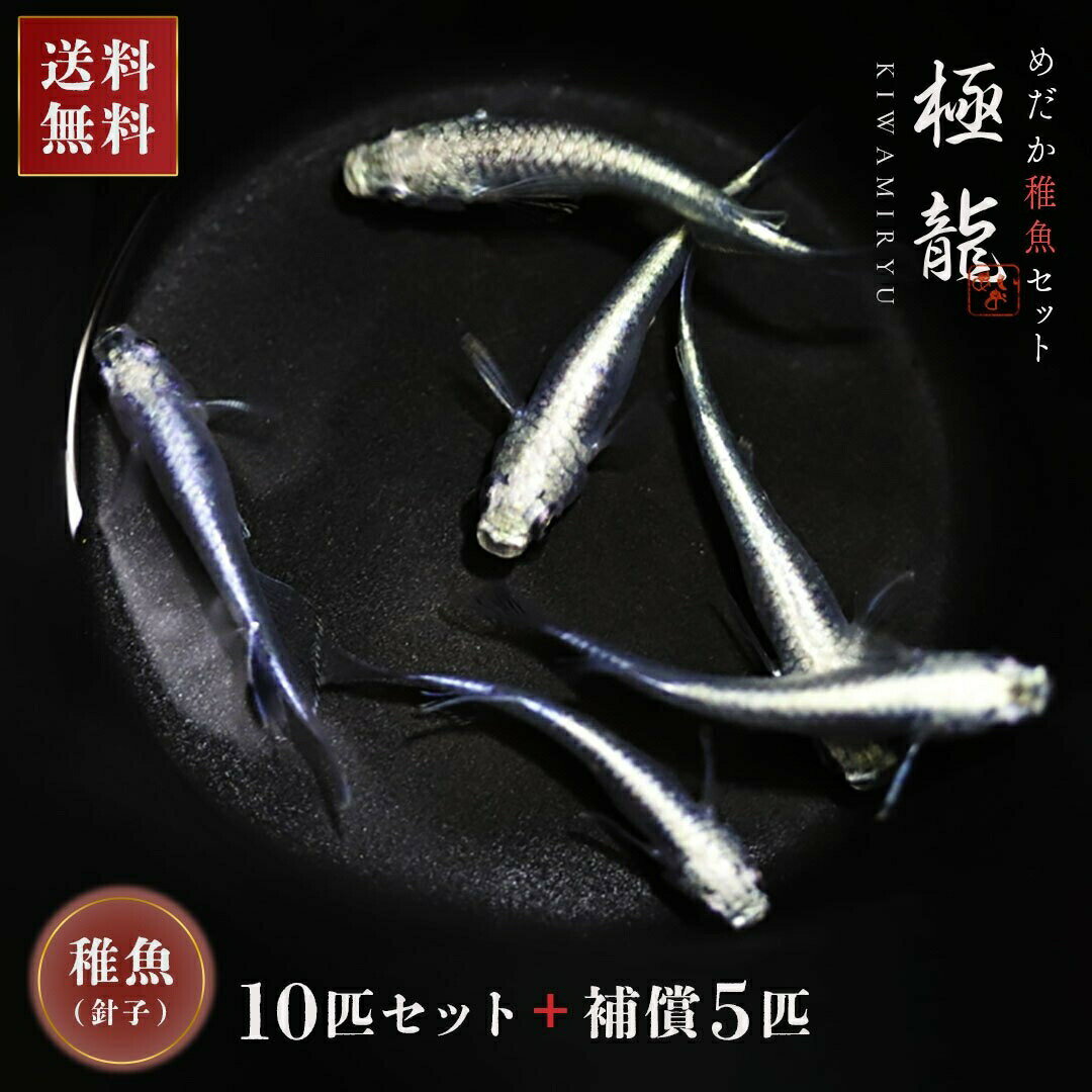 メダカ 極龍 稚魚サイズ 針子 10匹+保証5匹 泳ぐ宝石 メタリック メタル 超極上 ヒレ長 交配 固定率 水槽 お手入れ 厳選種 アクアリウム 隔離 安心 安全 飼育 自由研究 かわいい 可愛い ペット 稚魚 淡水 観察 繁殖 プレゼント 養殖