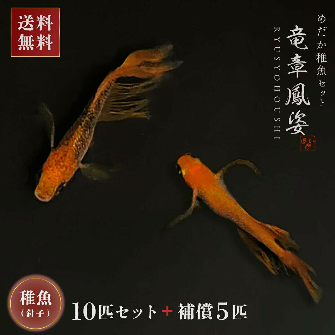 メダカ 竜章鳳姿 稚魚サイズ 針子 10匹+保証5匹 セット りゅうしょうほうし めだか 販売 古代魚 泳ぐ宝石 超極上 交配 固定率 水槽 お手入れ 厳選種 アクアリウム 隔離 安心 安全 飼育 自由研究 かわいい 可愛い ペット 稚魚 淡水 観察 繁殖 プレゼント