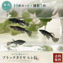 メダカ ブラックダイヤロングフィン 稚魚サイズ 針子 10匹+保証5匹 松井ヒレ長×オロチラメ 泳ぐ宝石 超極上 タマゴ ヒレ長 フィン 黒 ラメ 交配 固定率 水槽 お手入れ 厳選種 サタン オロチ ダイヤモンド アクアリウム 隔離 安心 バレンタイン