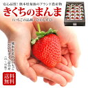 きくちのまんま いちご ひのしずく 21〜35粒 詰め合わせ 熊本県産 個包装 送料無料 |
