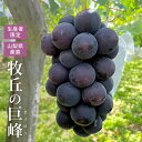 牧丘の巨峰 きょほう 山梨県産 ぶどう 約1.4kg 3~4房入り 露地栽培 葡萄 産地直送 送料無料 | 果物 くだもの マスカット 9月 10月 敬老の日 フルーツ ギフト お祝い 内祝い ご贈答 残暑見舞い お見舞い 母 祖母 誕生日プレゼント お取り寄せ グルメ 食べ物