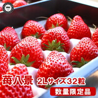 フルーツ(くだもの) いちご(苺・ベリー) 苺八景(滋賀県産いちご) 苺八景(2Lサイズ)