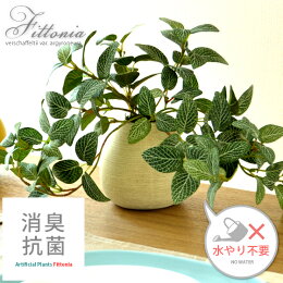 光触媒植物 フィットニア