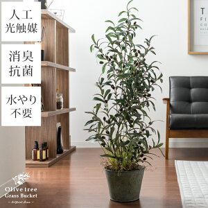 ں400OFFݥ տʪ ꡼ 7ȭ  ե꡼ ƥꥢ ȭ ¤  ⤵106cm ꡼֤ ơ ͸տʪ Olive tree Grass Bucket̥꡼֥ĥ꡼饹Хåȡ ꡼ 106cm