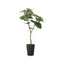 フレッシュウンベラータ1.35 2294K240 W65×D50×H135cm【2024年版 人工観葉植物 光の楽園 造花 フェイク リビング 玄関 アートフラ...