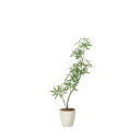フレッシュインテリアシェフレラ1.45 2331A350 W70×D40×H145cm【2024年版 人工観葉植物 光の楽園 造花 フェイク リビング 玄関 ア...