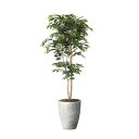 ナチュラルベンジャミン1.8 2405A650 W70×D75×H180cm【2024年版 人工観葉植物 光の楽園 造花 フェイク リビング 玄関 アートフラワ...