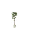 トネリコ1.3 2421A280 W50×D50×H130cm【2024年版 人工観葉植物 光の楽園 造花 フェイク リビング 玄関 アートフラワー インテリア...