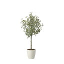 ユーカリツリー1.85(組立式) 2436A450 W80×D65×H185cm【2024年版 人工観葉植物 光の楽園 造花 フェイク リビング 玄関 アートフ...