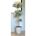 ミルキーパキラ1.8 2455A420 W65×D50×H180cm【2024年版 人工観葉植物 光の楽園 造花 フェイク リビング 玄関 アートフラワー イン...