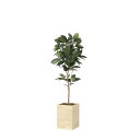 ウッドボックスゴムの木1.8 2458A550 W60×D60×H180cm【2024年版 人工観葉植物 光の楽園 造花 フェイク リビング 玄関 アートフラワ...