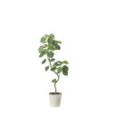 ツイストウンベラータ1.6 2495A450 W70×D55×H160cm【2024年版 人工観葉植物 光の楽園 造花 フェイク リビング 玄関 アートフラワー...