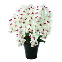 プレミアム胡蝶蘭7本立W/AB 657A250 W55×D50×H75cm【2024年版 人工観葉植物 光の楽園 造花 フェイク リビング 玄関 アートフラワー...