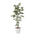 フィカスツリ—1.8 822K400 W70×D70×H180cm【2024年版 人工観葉植物 光の楽園 造花 フェイク リビング 玄関 アートフラ...