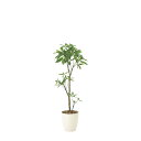 フレッシュパキラ1.3 908K260 W45×D45×H130cm【2024年版 人工観葉植物 光の楽園 造花 フェイク リビング 玄関 アートフラワー イン...