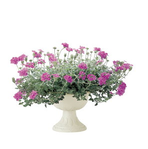 スタンドカップ アイボリー 30型 (植木鉢)【垂下性の草花を楽しめる!スタンド型フラワーポット】