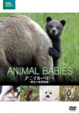 【バーゲンセール】【中古】DVD▼BBC EARTH アニマル・ベビー 野生の成長物語 レンタル落ち ケース無