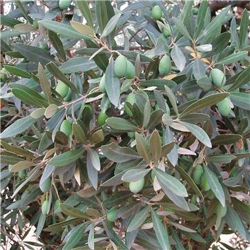 (生活の木)キャリアオイルオリーブスクワランオイル 25ml 植物オイル