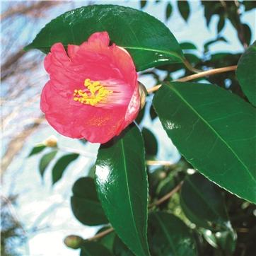 (生活の木)キャリアオイルカメリア(椿)オイル　250ml　植物オイル