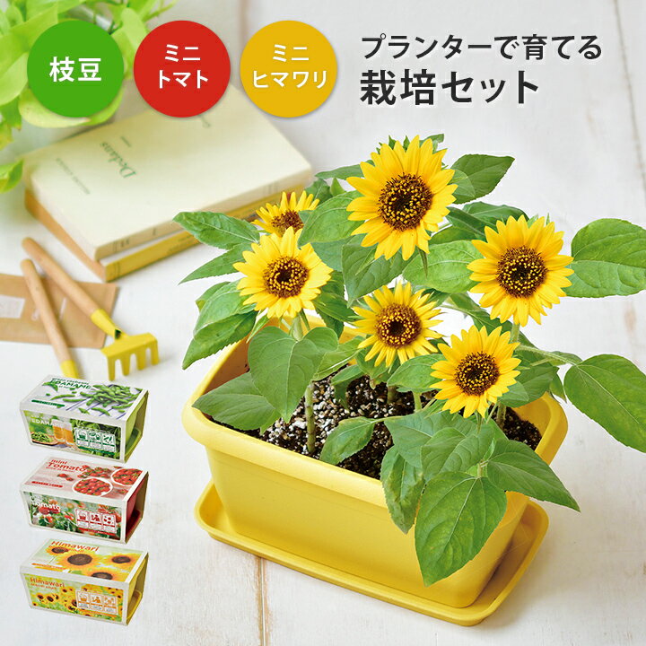 ギフト プレゼント 栽培キット 栽培セット 枝豆 日本製 野菜 やさい 花 土セット 父の日 母の日 家庭菜園 ガーデニング バルコニー ベランダ 庭 ポット こども 食育 夏 自由研究