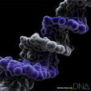 【オリコン加盟店】送料無料■MONKEY MAJIK CD+Blu-ray【DNA】13/10/16発売【楽ギフ_包装選択】
