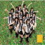 ڥꥳŹ̵ۢ̾עSKE48TeamS CDβ10/4/28ȯڳڥ_