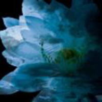【オリコン加盟店】■送料無料■V.A. CD【LUNA SEA OFFICIAL MEMORIAL COVER ALBUM-Re:birth-】07/12/19発売【楽ギフ_…