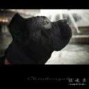 【オリコン加盟店】■送料無料■V.A. CD【鎮魂楽〜a song for the last〜】 08/3/19発売【楽ギフ_包装選択】