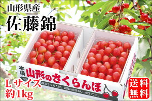 露地栽培 最盛期佐藤錦 バラ詰約1kg Lサイズ（61-B）【山形産/さくらんぼ/サクランボ/送料無料/贈答用/産地直送/お中元】