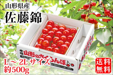 露地栽培 最盛期佐藤錦 バラ詰約500g L〜2Lサイズ（61-V）【山形産/さくらんぼ/サクランボ/送料無料/贈答用/産地直送/お中元】