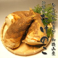 農産物 野菜 和歌山産朝堀り筍（タケノコ）