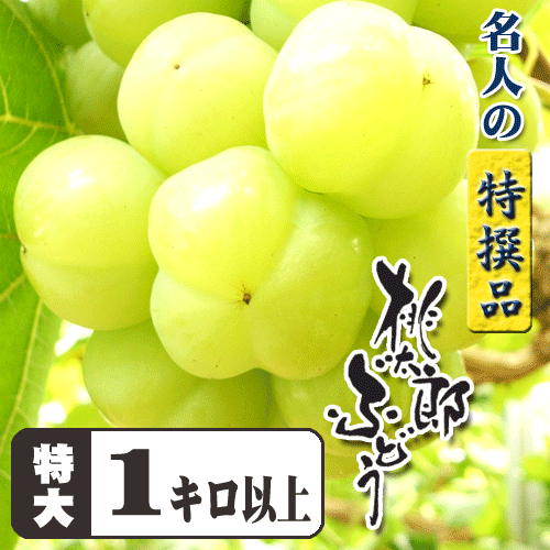 朝取りもぎたて★名人が作る桃太郎ぶどうです。【特撰】名人の桃太郎ぶどう1キロ大房