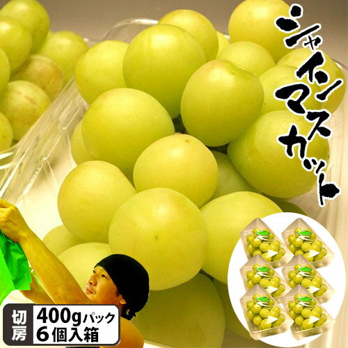 石井農園 シャインマスカット 自宅切房パック 6P入 計2.4Kg 箱 マスカット ぶどう 岡山 倉敷 フルーツ マスカットの聖地岡山県倉敷市船穂で3代に渡りぶどうを作り続ける農園の早朝収穫物を直送します。送料無料 石井農園 シャインマスカット 自宅切房パック 6P入 計2.4Kg 箱 マスカット ぶどう 岡山 倉敷 フルーツ マスカットの聖地岡山県倉敷市船穂で3代に渡りぶどうを作り続ける農園の早朝収穫物を直送します。送料無料