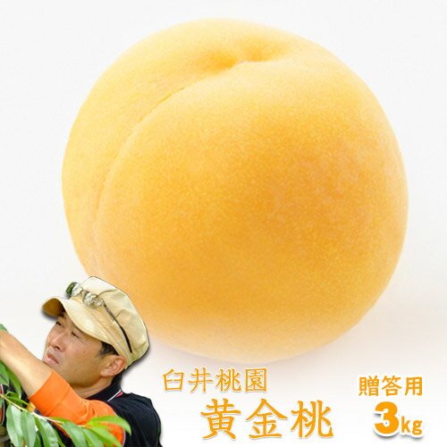 臼井桃園 黄金桃 進物用 3Kg 8～11玉 栽培園限定商品　送料無料 希少品のため収穫予定数量完売と同時に販売終了致し…